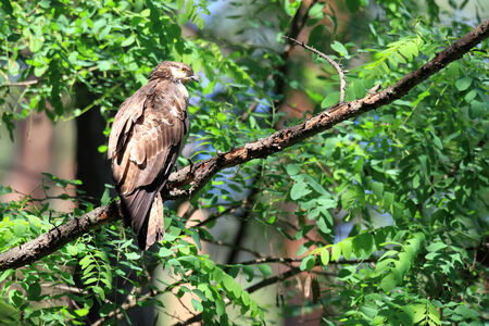 Oriental honey-buzzard  Oriental honey-buzzard  female in Japanの写真素材