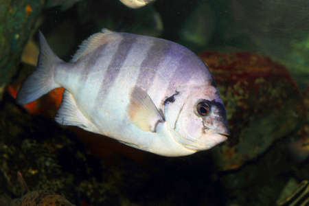 Striped beakfish or Barred Knifejaw  Oplegnathus fasciatus  in Japan