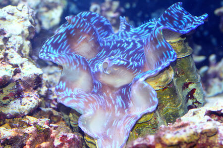 giant clam  Tridacna gigas  in Japanの写真素材