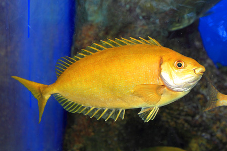 Mottled spinefoot (Siganus fuscescens) in Japan