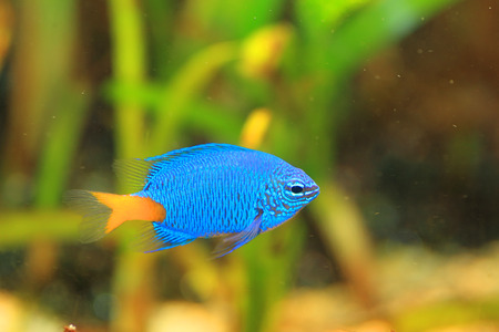 Yellowtail Damselfish (Chrysiptera parasema) in Japanの写真素材