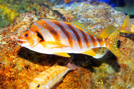 Flag-fish or White-tail morwong (Cheilodactylus zonatus) in Japanの写真素材