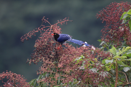 Formosan Blue Magpie or Taiwan Magpie  Urocissa caerulea  in Taiwanの写真素材