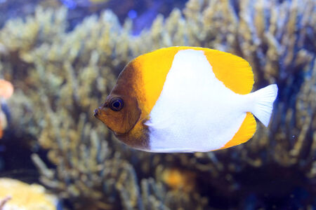 Yellow Pyramid Butterflyfish  Hemitaurichthys polylepis   in Japan