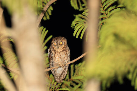 Mantanani Scops Owl  Otus mantananensis  n Palawan Island, Philippinesの写真素材