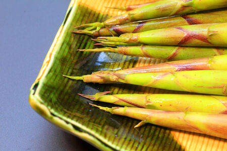 Sasa kurilensis banbooの写真素材