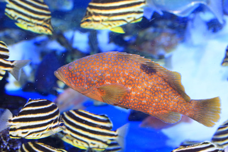 Redspotted grouper or Hong Kong grouper  Epinephelus akaara  in Japan 