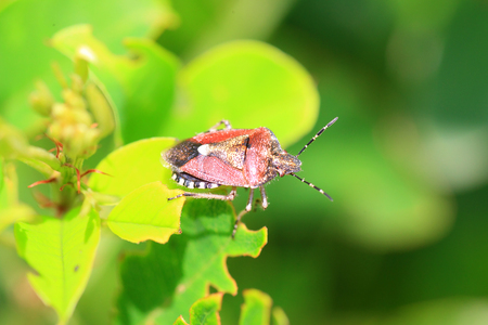 Sloe bug  Dolycoris baccalum   in Japanの写真素材