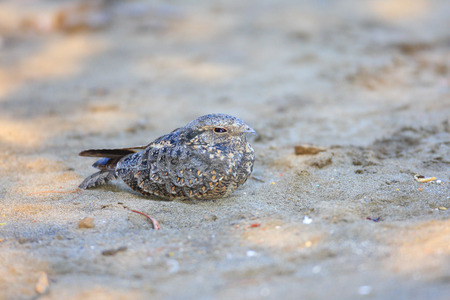 Savanna Nightjar  Caprimulgus affinis  in Bali Island, Indonesiaの写真素材