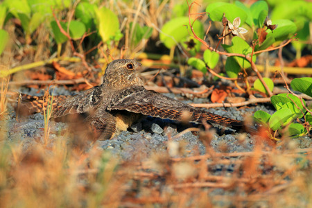 Savanna Nightjar  Caprimulgus affinis  in Luzon, Philippinesの写真素材
