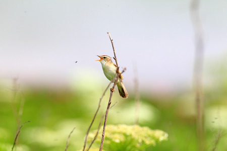 Black-browed reed-warbler  Acrocephalus bistrigiceps  in Hokkaido, Japanの写真素材