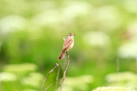 Black-browed reed-warbler  Acrocephalus bistrigiceps  in Hokkaido, Japanの写真素材