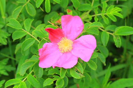 Ramanas rose  Rosa rugosa  in Hokkaido, Japanの写真素材