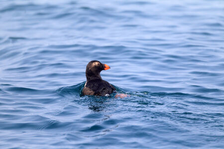 Tufted Puffin  Fratercula cirrhata  juvnile in Hokkaido, Japanの写真素材