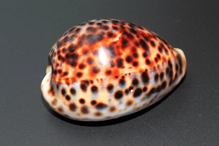 Tiger cowry  Cypraea tigris  in Japan