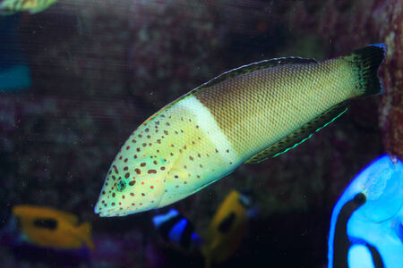 Clown coris  Coris aygula  in Japan
