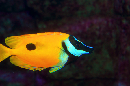 Blotched foxface  Siganus unimaculatus  in Japan