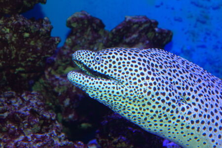 Black- spotted moray  Gymnothorax melanospilus の写真素材