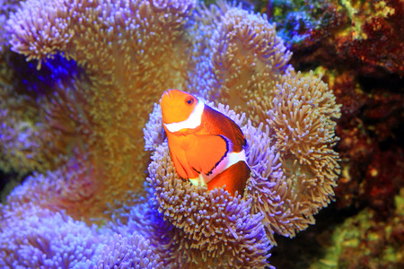 Ocellaris clownfish or Common clownfish or False percula clownfish  Amphiprion ocellaris  in Japanの写真素材