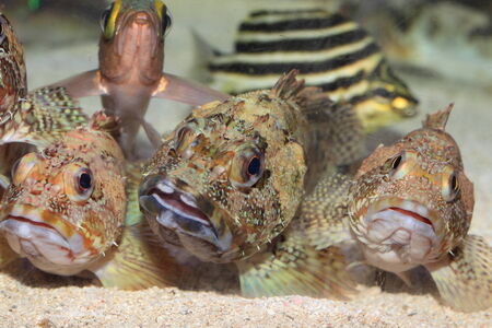 False kelpfish or Marbled rockfish  Sebastiscus marmoratus  in Japanの写真素材