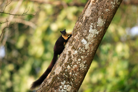 Black giant squirrel  Ratufa bicolor  in Nameri National Park, Indiaの写真素材