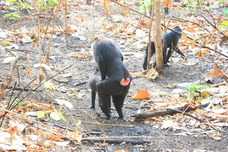 Celebes Crested Macaque  Macaca nigra  in Sulawesi, Indonesia