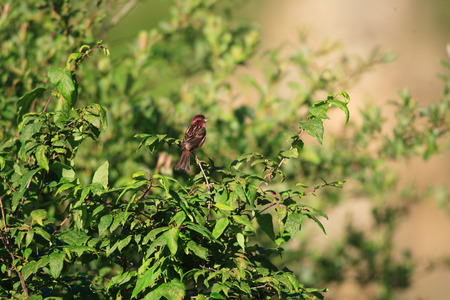 Chinese beautiful rosefinch (Carpodacus davidianus) in Chinaの写真素材
