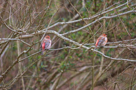 Pallas Rosefinch (Carpodacus roseus) in Japanの写真素材