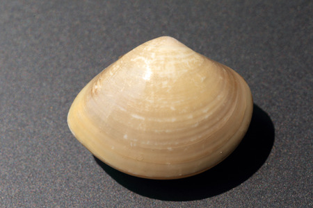 Common orient clam (Meretrix lusoria) in Japan