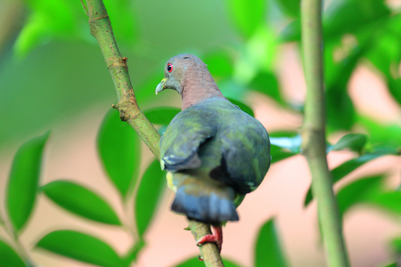 Pink-necked Green-Pigeon (Treron vernans) の写真素材