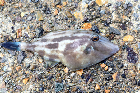 Black scraper (Thamnaconus modestus) in Japanの写真素材