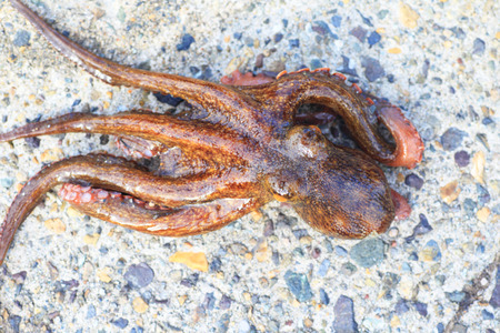 Common octopus (Octopus vulgaris) in Japanの写真素材
