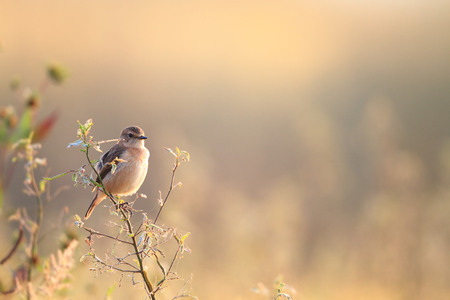 Siberian Stonechat (Saxicola torquata) in Japanの写真素材