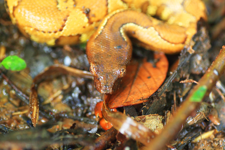 New Guinea Ground Boa (Candoia aspera) in Manus Island, Papua New Guinea