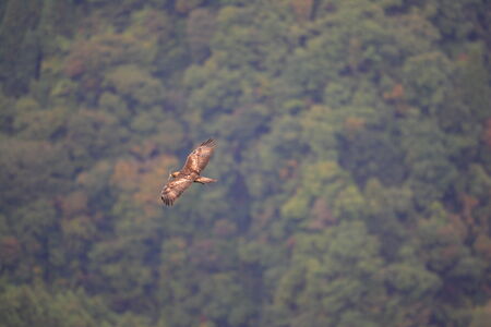 Golden eagle (Aquila chrysaetos) flying In Japan