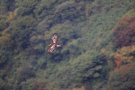 Golden eagle (Aquila chrysaetos) flying In Japan