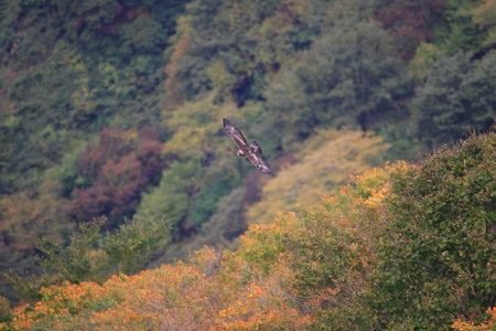 Golden eagle (Aquila chrysaetos) flying In Japan
