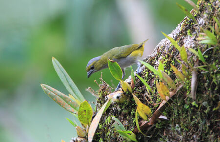 White-lored Euphonia (Euphonia chrysopasta) in Ecuadorの写真素材
