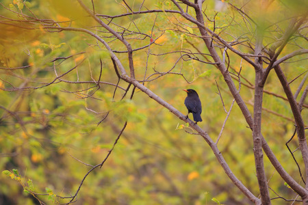 Common Blackbird (Turdus merula) in South Chinaの写真素材
