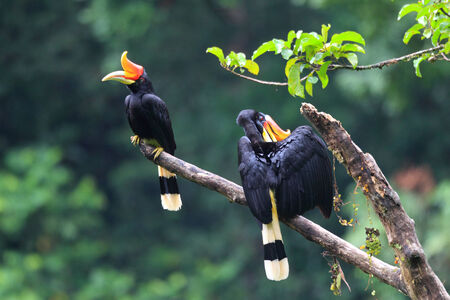 Rhinoceros Hornbill (Buceros rhinoceros) in Sumatra, Indonesiaの写真素材