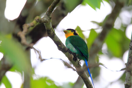 Long-tailed Broadbill (Psarisomus dalhousiae) in Sumatra, Indonesiaの写真素材