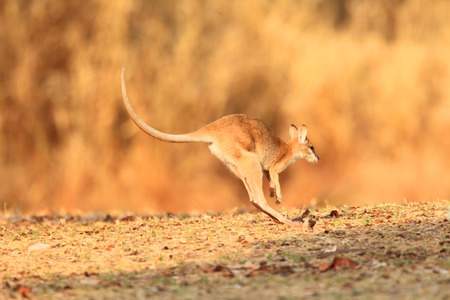 Agile Wallaby (Macropus agilis) in Darwin, Australiaの写真素材