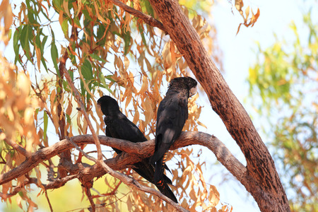 Red-tailed Black Cockatoo (Calyptorhynchus banksii) in Darwin, Australiaの写真素材