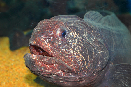 Bering wolffish (Anarhichas orientalis) in Japan