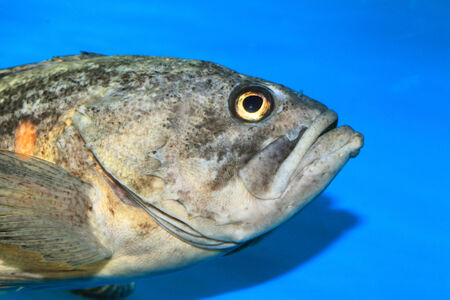 Jacopever (Sebastes schlegeli) in Japanの写真素材