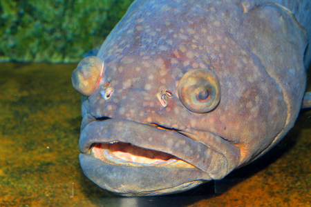 Giant grouper (Epinephelus lanceolatus) in Japan
