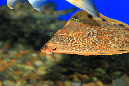 Stone flounder (Kareius bicoloratus) in Japanの写真素材