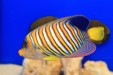 Regal Angelfish (Pygoplites diacanthus) in Japan