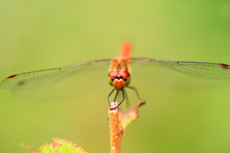 Japanese Autumn darter (Sympetrum frequens) in Japanの写真素材