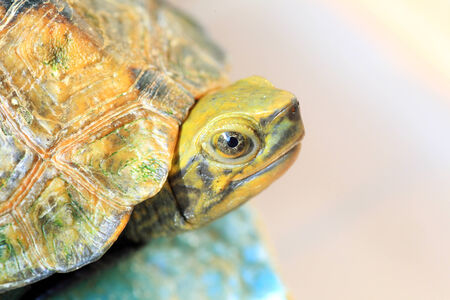 Japanese pond turtle (Mauremys japonica) young in Japan
